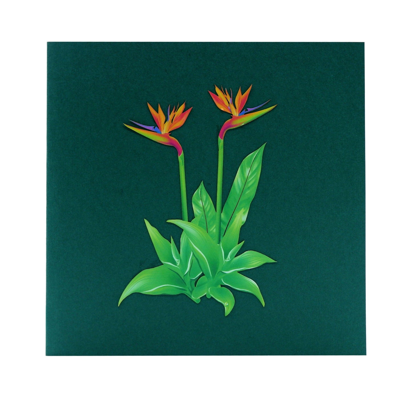 Bird Of Paradise Flowers Pop Up Card